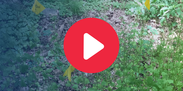 play button over photo of garlic mustard